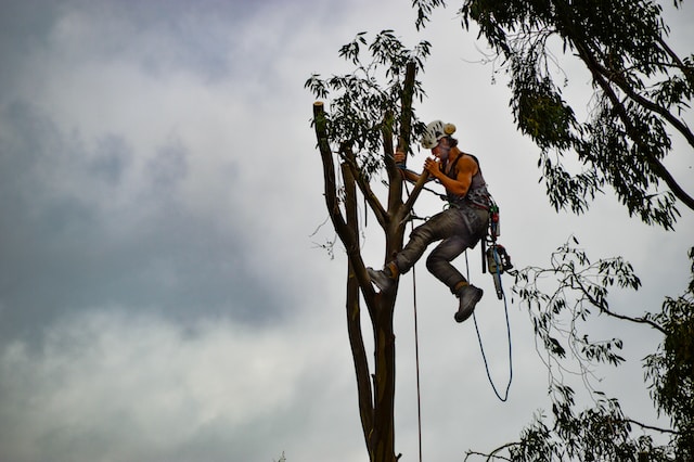 A self employed tree surgeon cutting down a tree.